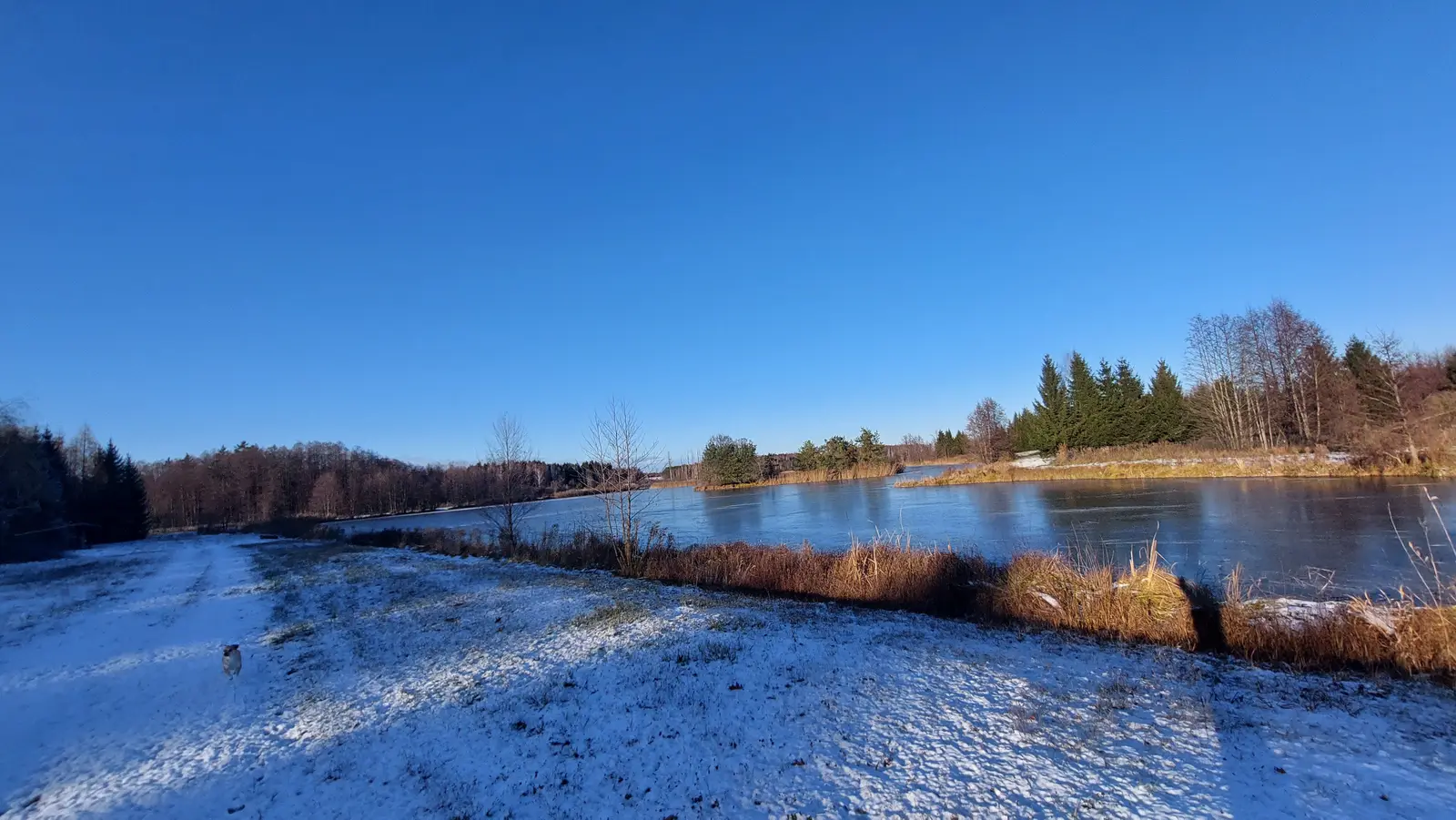 Krajobraz o orientacji poziomej ukazuje spokojny, zamarznięty staw w słoneczny zimowy dzień. Niebo jest bezchmurne i ma intensywny, głęboki odcień błękitu, co tworzy wyraźny kontrast z pokrytym cienką warstwą śniegu brzegiem. W lewym dolnym rogu zdjęcia widoczny jest mały pies biegnący po ośnieżonej ścieżce, która prowadzi w głąb kadru. W oddali widać linię drzew iglastych i liściastych, których gałęzie są pozbawione liści, co podkreśla surowy, zimowy klimat miejsca. Kompozycja zdjęcia opiera się na szerokim planie, gdzie tafla lodu na stawie zajmuje centralną część widoku, a brązowe, uschnięte trawy przy brzegu dodają ciepłego akcentu w chłodnej tonacji zdjęcia.
