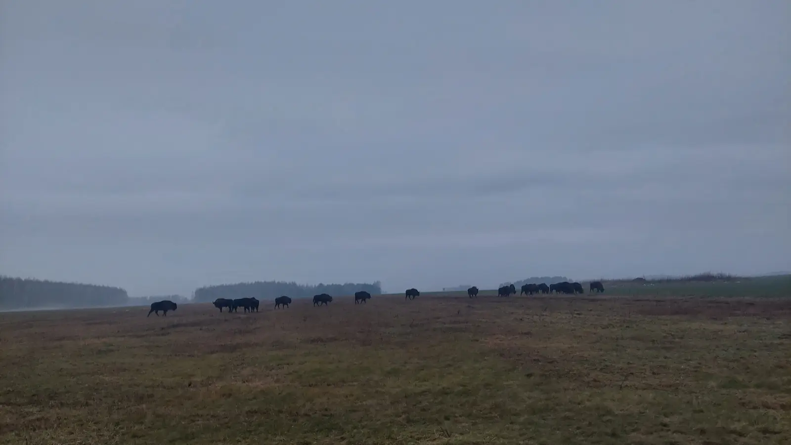 Zdjęcie przedstawia panoramiczny krajobraz z dużym stadem żubrów pasących się na rozległym, otwartym polu o proporcjach obrazu 16:9. W oddali, wzdłuż horyzontu, widoczna jest niewyraźna linia lasu, która stapia się z mglistym, szarym niebem dominującym w górnej części kadru. Ciemne sylwetki zwierząt wyraźnie odcinają się od wypłowiałej, jesienno-zimowej trawy, tworząc naturalną linię rozdzielającą ziemię od nieba. Kompozycja zdjęcia jest bardzo szeroka i spokojna, kładąc nacisk na przestrzeń i dziką naturę w pochmurny dzień. Całość utrzymana jest w przygaszonej, chłodnej kolorystyce, co podkreśla surowy klimat naturalnego środowiska tych chronionych ssaków.