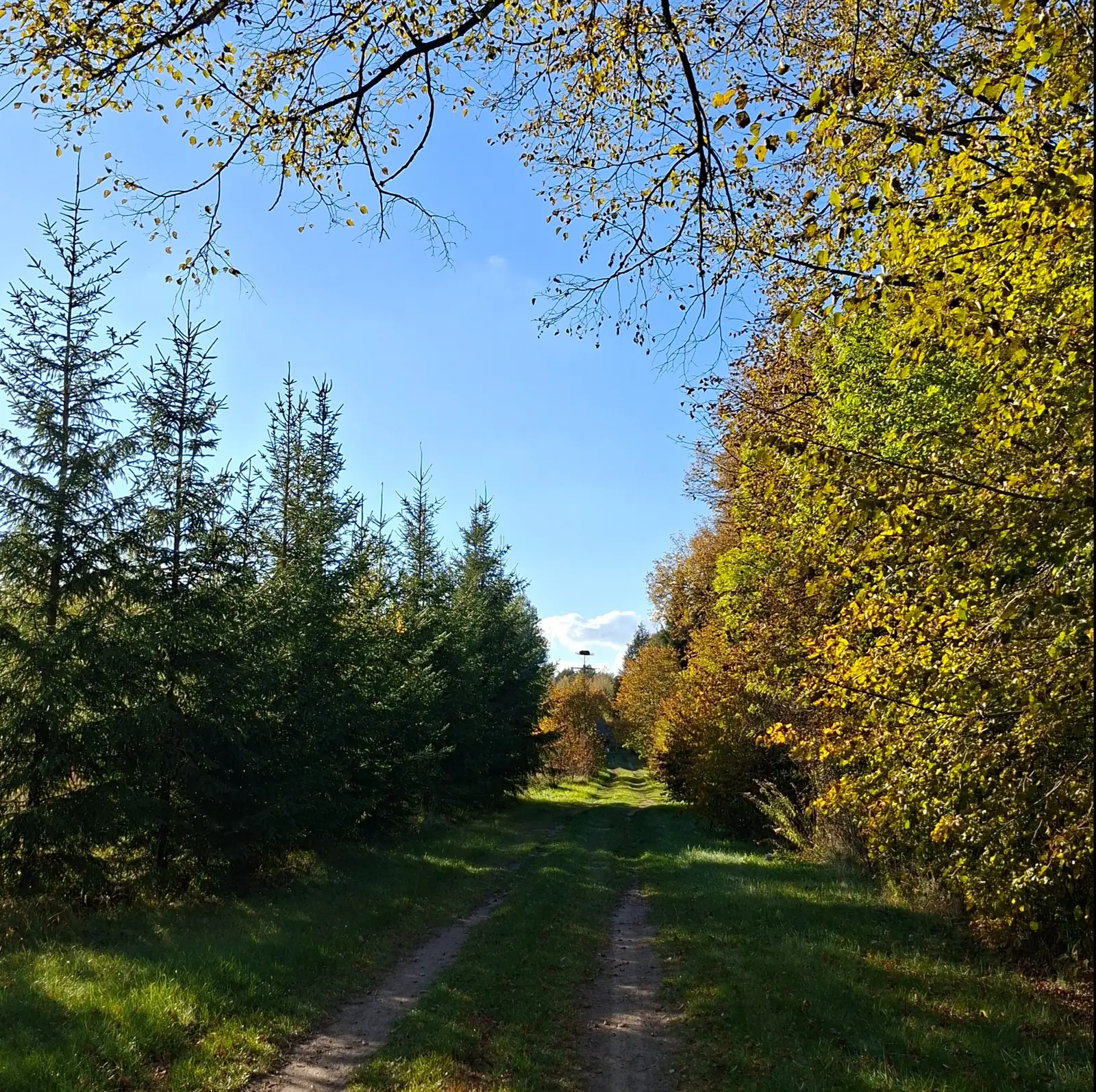 Zdjęcie wykonane w formacie kwadratu przedstawia malowniczą polną drogę prowadzącą przez jesienny las. Po lewej stronie ścieżki rośnie rząd młodych, zielonych świerków, natomiast po prawej stronie widać gęste drzewa liściaste o złotych i żółtych odcieniach jesiennych liści. W górnej części kadru gałęzie drzew tworzą naturalną ramę, otwierającą widok na czyste, jasnoniebieskie niebo. Perspektywa drogi prowadzi wzrok w głąb kadru, gdzie na horyzoncie widoczny jest słup z bocianim gniazdem. Całość kompozycji jest symetrycznie podzielona drogą, a oświetlenie wskazuje na słoneczny dzień, tworząc miękkie cienie na ścieżce.